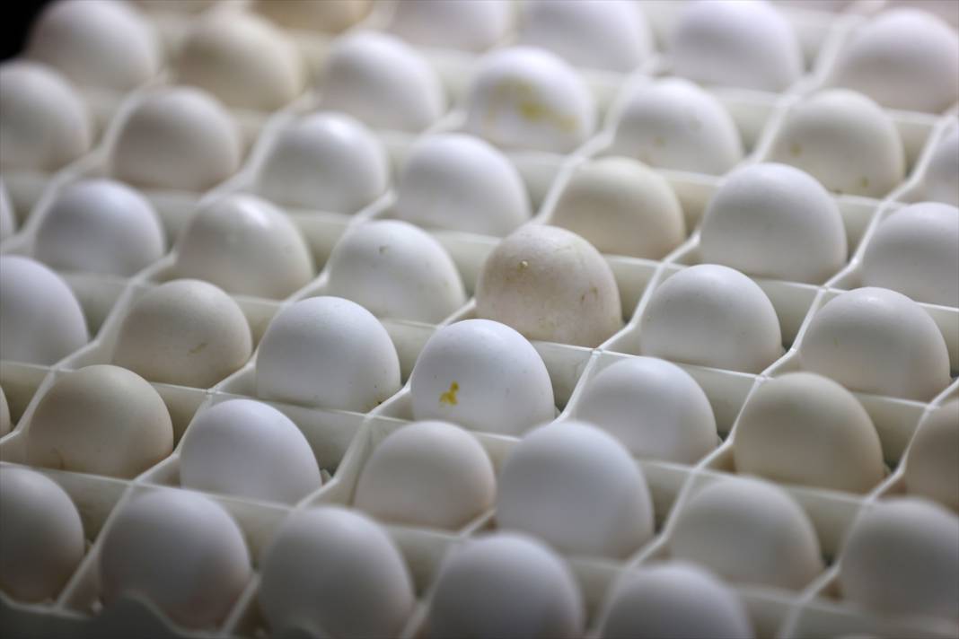 Türkiye’nin en prestijlisi! Denizli horozunu Konya koruyor 19